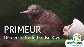 Primeur in Avifauna eerste kiwi uit het ei [upl. by Sudderth60]