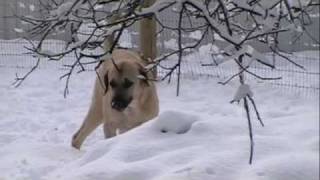 Anatolian Shepherd Dogs in California [upl. by Yager]