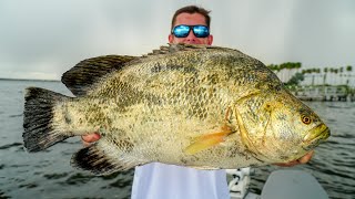 GIANT PREHISTORIC TRIPLETAIL Catch Clean Cook Tampa Bay Buoy Fishing [upl. by Orianna]