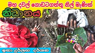 මහා දවල් ගොඩටගත්තු නිල් මැණික් නිධානය nidan wasthu nidan salakunu nidan godaganima ashiya production [upl. by Amati]