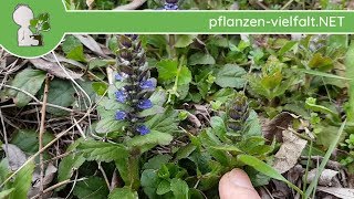 Kriechende Günsel  Erste Boten  100418 Ajuga reptans  WildpflanzenBestimmung [upl. by Australia]