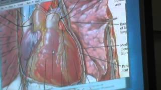 8 DrMedhat 18032014 Relations of mediastinum surface  Bronchopulmonary segments [upl. by Rol240]