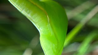 Cloudless Sulphur Emerged [upl. by Ariik]