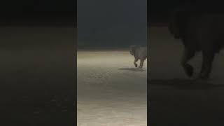 Gir Forest gir lion  sasan gir national park safari ll short shorts viralvideo video trending [upl. by Ennairb]