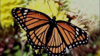 Viceroy butterfly [upl. by Nora]