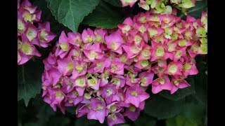 Hydrangea Tour Part 1 The Backyard What My Hydrangeas Look Like MidJune in Zone 6b [upl. by Noda107]