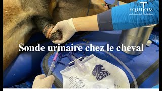 Vétérinaire placement dune sonde urinaire chez un cheval pourquoi [upl. by Kannav558]