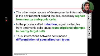 AP Biology 63  Cytoplasmic Determinants and Cell Differentiation [upl. by Utham]