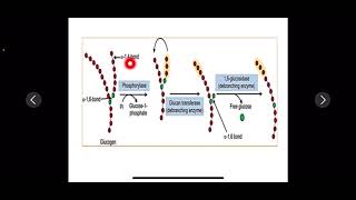 Glycogenolysis شرح [upl. by Atnicaj]