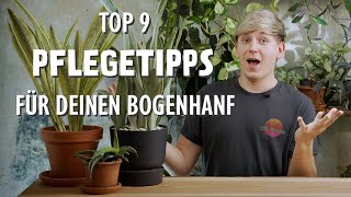 Die 9 BESTEN Pflegetipps für deinen Bogenhanf 🪴 [upl. by Froma837]