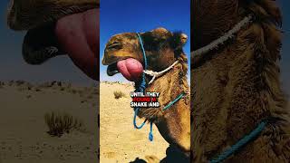 Do Camels Eat Snakes [upl. by Yasmin]