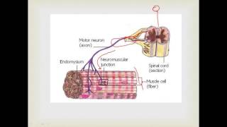 FISIOLOGIA  junção neuromuscular PARTE 01 [upl. by Albertine229]