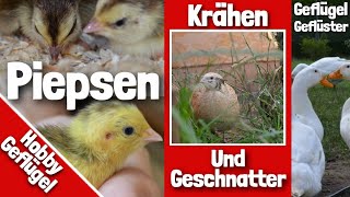 Geflügel Geräusche  Hühnerküken  Wachteln  Enten amp Gänse [upl. by Harned344]