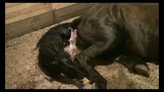 Friesian Horse Giving Birth graphic [upl. by Nylasej649]