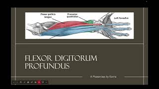 Flexor Digitorum Profundus Master Class 💪 [upl. by Aret797]