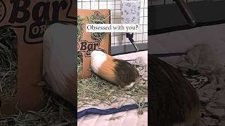 🐹 Mi the Hay Bar Rock Climber 🧗‍♀️ shorts guineadad guindapig [upl. by Cired]