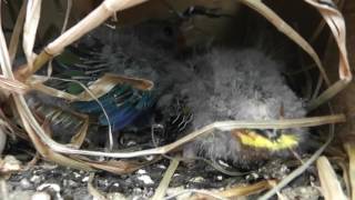 Baby Turquoisine Parrot Noise [upl. by Susanne841]