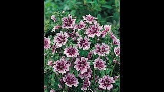 574  How to grow n care Mallow Zebrina Hollyhock French Hollyhock Malva Sylvestris Hindi Urdu [upl. by Vani]