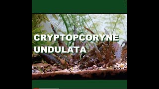 Cryptocoryne Undulata [upl. by Dorrej]