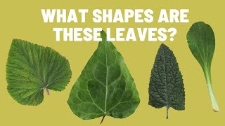 Learn to Recognize Different Types of Leaf Shapes  Plant Leaves [upl. by Mccreery]