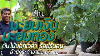 มะยมเงิน มะยมทอง ต้นไม้บอกเวลา รู้อยู่รู้นอน ต้นไม้โขดงามแปลกตา Caudiciform Plants [upl. by Yurt298]