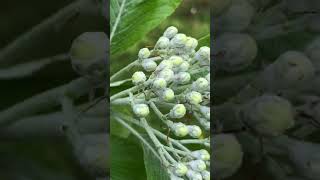 Whitebeam  young flowers close up  May 2021 [upl. by Dowling34]