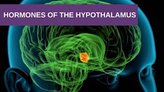 Hormones of the Hypothalamus [upl. by Selhorst128]