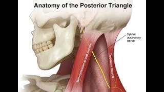 Cranial Nerve No 11 SPINAL Accessory Nerve Examination [upl. by Baylor]