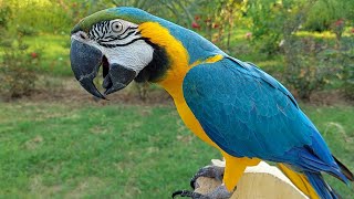 Macaw Natural Sounds and Calls [upl. by Yssak]