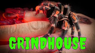 Tarantula Feeding Grindhouse Style Spider ATTACK [upl. by Anihpled908]