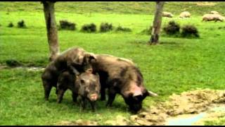 Odd Footage  Mating hogs [upl. by Ramunni]