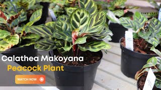 Calathea Makoyana  Care and Growing Guide for Peacock Plant [upl. by Brightman977]