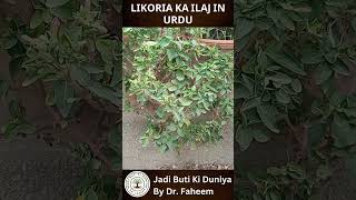 Likoria Ka Ilaj In Urdu لیکوریا کا مکمل علاج  vaginal discharge  Dr Fahim Herbalist [upl. by Cleary584]