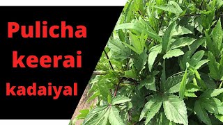 pulicha keerai kadaiyal recipe in Tamil  gongura Tokku [upl. by Notserc]