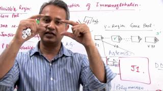 Immunology Lecture 11 Part 7 Genetics of Immunoglobulin Diversity [upl. by Horsey925]