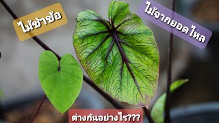 หน้ากากฟาโรห์ ที่เกิดจากปลายไหล VS เกิดจากการชำข้อ ต่างกันอย่างไร Colocasia Pharaohs mask  ep6 [upl. by Kernan714]