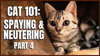 Cat 101 Spaying amp Neutering Part 4 [upl. by Gnues]