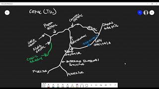 Abdominal Cavity Blood Supply and Anastomosis Foregut Midgut amp Hindgut [upl. by Alo]