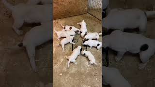 American Bulldog Puppies at 4 weeks old [upl. by Anirdua596]