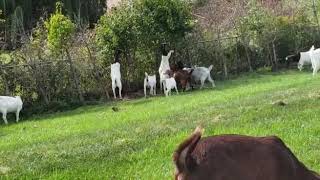 Boer Boer Goat Brampton Canada 1 [upl. by Gaal814]