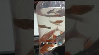 new fish aquarium best fish tank shorts youtubeshorts fish allfishaquarium [upl. by Enived]