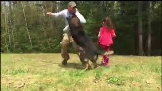 German shepherd protects little girl must watch [upl. by Barnie154]