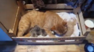 Mother cat adopts orphaned hedgehogs [upl. by Aldo676]