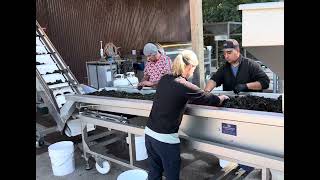 Willamette Valley Harvest 2024  Hand Sorting Grapes [upl. by Ogram]