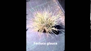 Festuca glauca [upl. by Melia80]