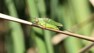 Male Blacklegged Meadow Katydid stridulating [upl. by Nedearb]