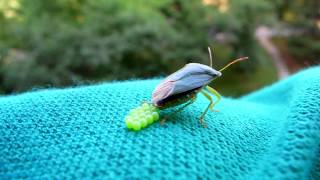 Green Stink Bug Laying Eggs [upl. by Yrtnahc943]