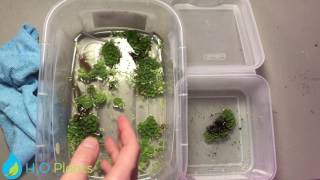 HOW TO TREAT AND CLEAN NEW PLANTS DAILY TRIM 29 [upl. by Ontine]