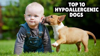 Top 10 Cutest Hypoallergenic Dogs Breeds For Families  hypoallergenic dog  allergy free dogs [upl. by Hras]