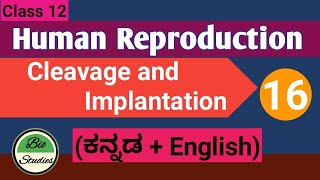 Class 12  Human Reproduction  16  Gastrulation and Gestation [upl. by Tatum82]